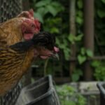 Backyard chicken eggs across Netherlands contaminated with PFAS, study finds