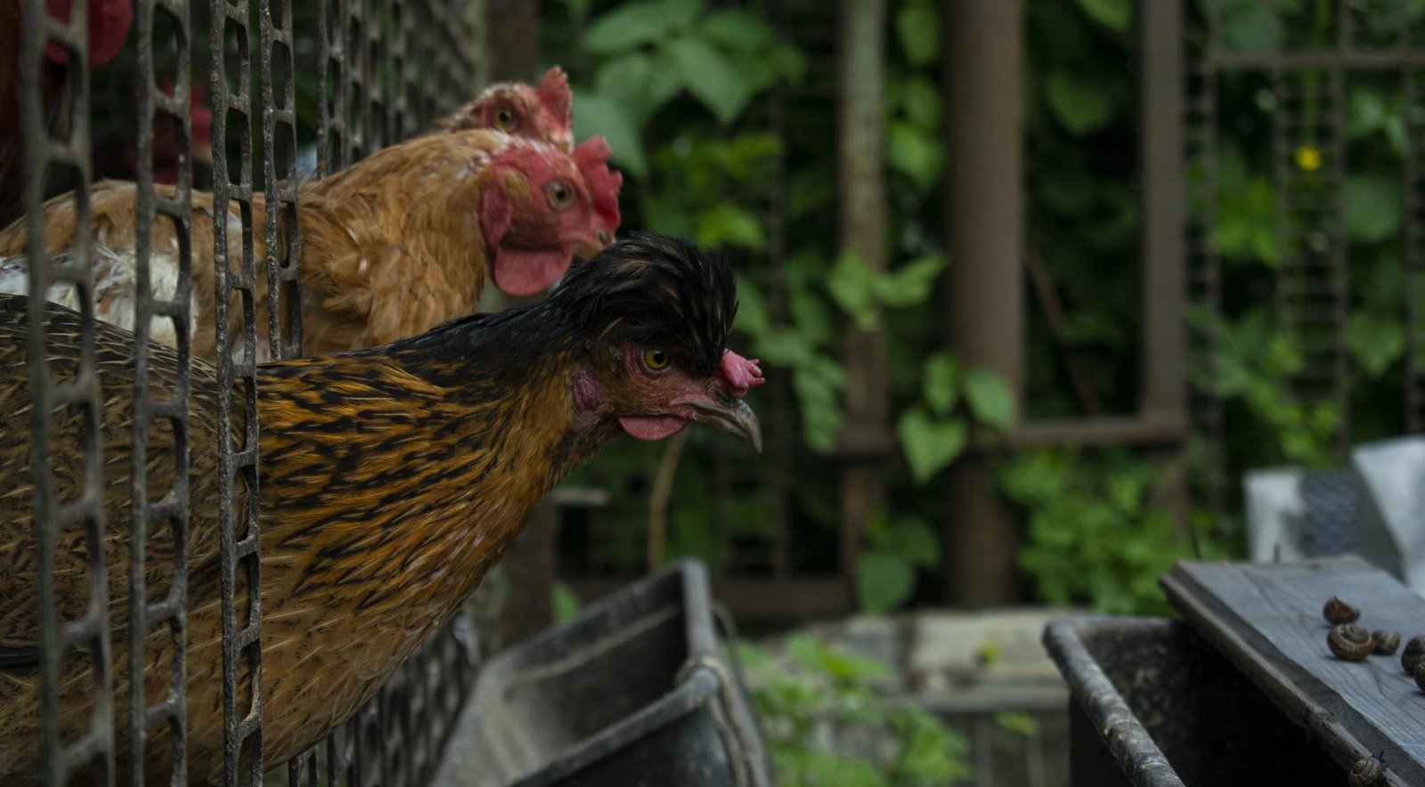 Backyard chicken eggs across Netherlands contaminated with PFAS, study finds