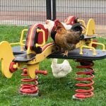 Worms are the main source of PFAS in free-range eggs: RIVM