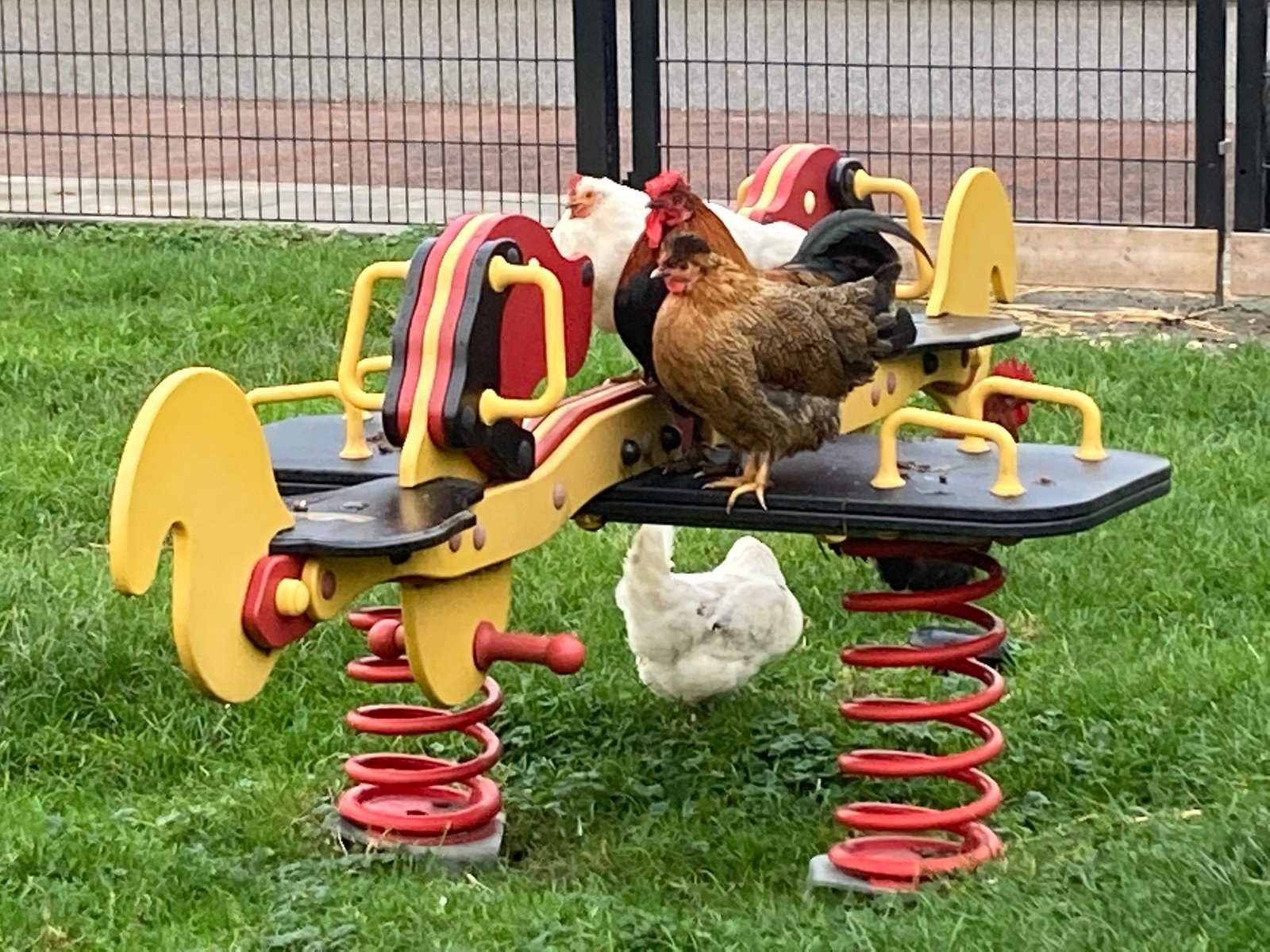 Worms are the main source of PFAS in free-range eggs: RIVM