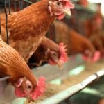 Avian flu forces culling of 38,000 chickens in Drenthe and Oudemolen