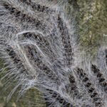 Itchy, sneezy summer? Oak processionary caterpillars make early Dutch arrival