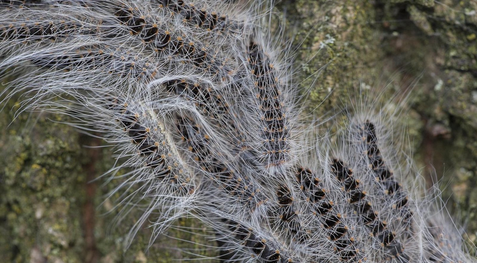 Itchy, sneezy summer? Oak processionary caterpillars make early Dutch arrival