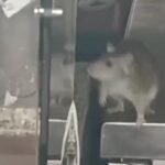 Amsterdam restaurant reopens after rat infestation, but owner plans to sell it soon