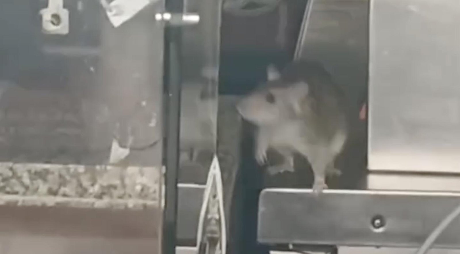 Amsterdam restaurant reopens after rat infestation, but owner plans to sell it soon