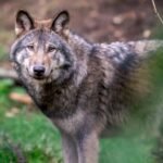 Cabinet eases rules allowing councils to shoot “problem” wolves