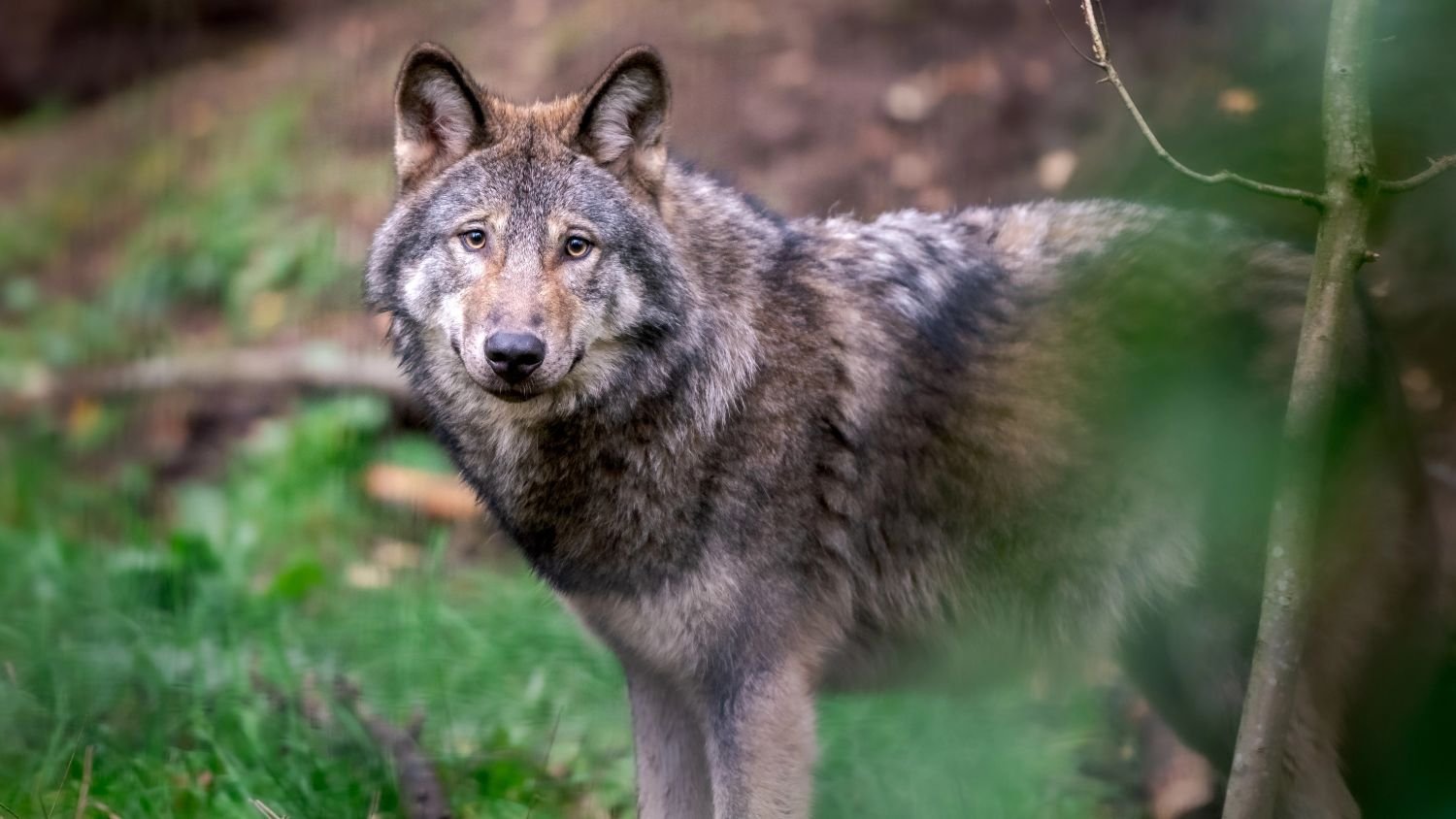 Cabinet eases rules allowing councils to shoot “problem” wolves