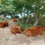 Coastal dunes named as Netherlands’ newest national park