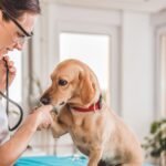 Veterinarians see annual spike in chocolate poisonings as dogs gobble up Easter eggs