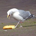 Don’t feed the birds: Vlissingen tackles seagull nuisance