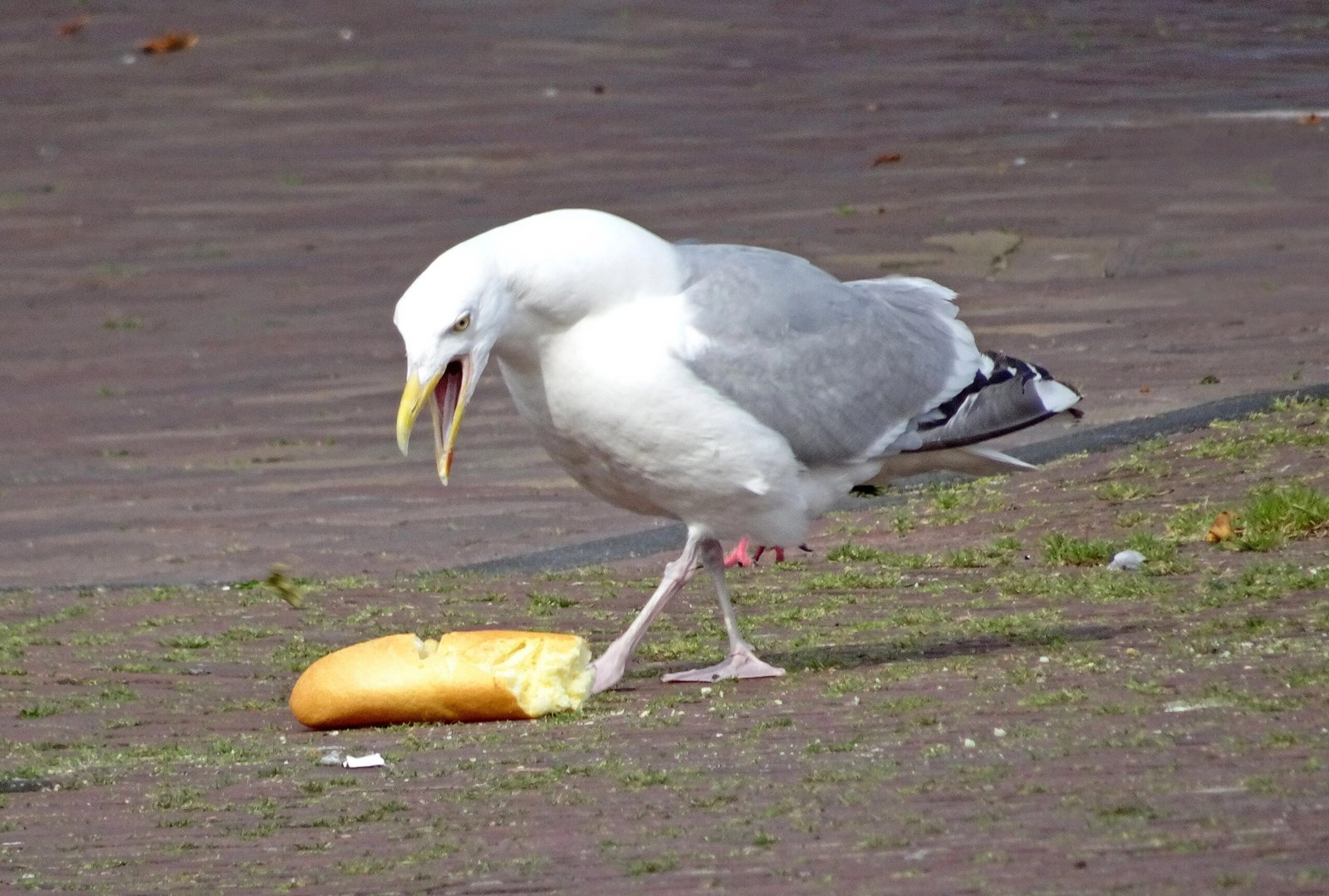 Don’t feed the birds: Vlissingen tackles seagull nuisance