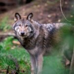 Suspected wolf attacks fall as sheep are off the menu