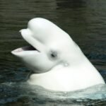 Rare beluga whale spotted off Dutch coast in January likely found dead in Zeeland