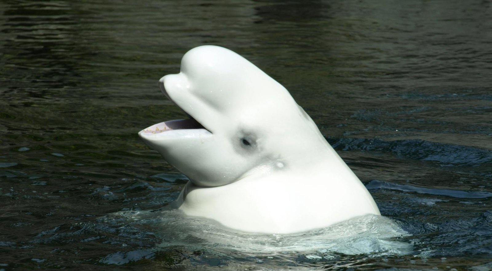 Rare beluga whale spotted off Dutch coast in January likely found dead in Zeeland