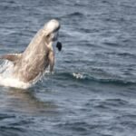 Rare Risso’s dolphin washes up dead on Zeeland beach