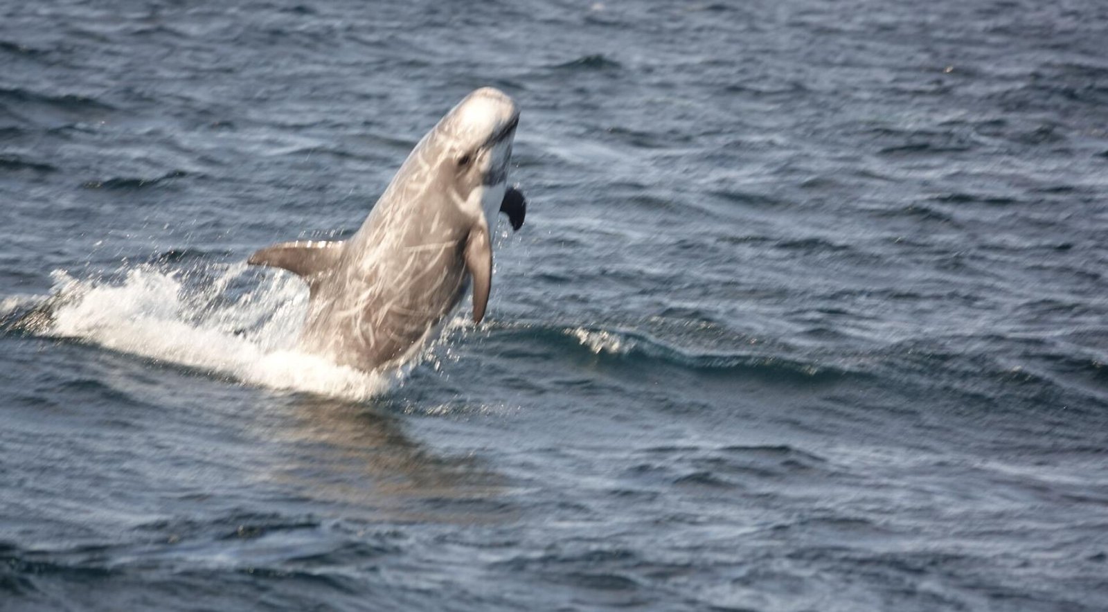 Rare Risso’s dolphin washes up dead on Zeeland beach