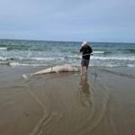Rare Risso’s dolphin washes up in Zeeland, first since 1970