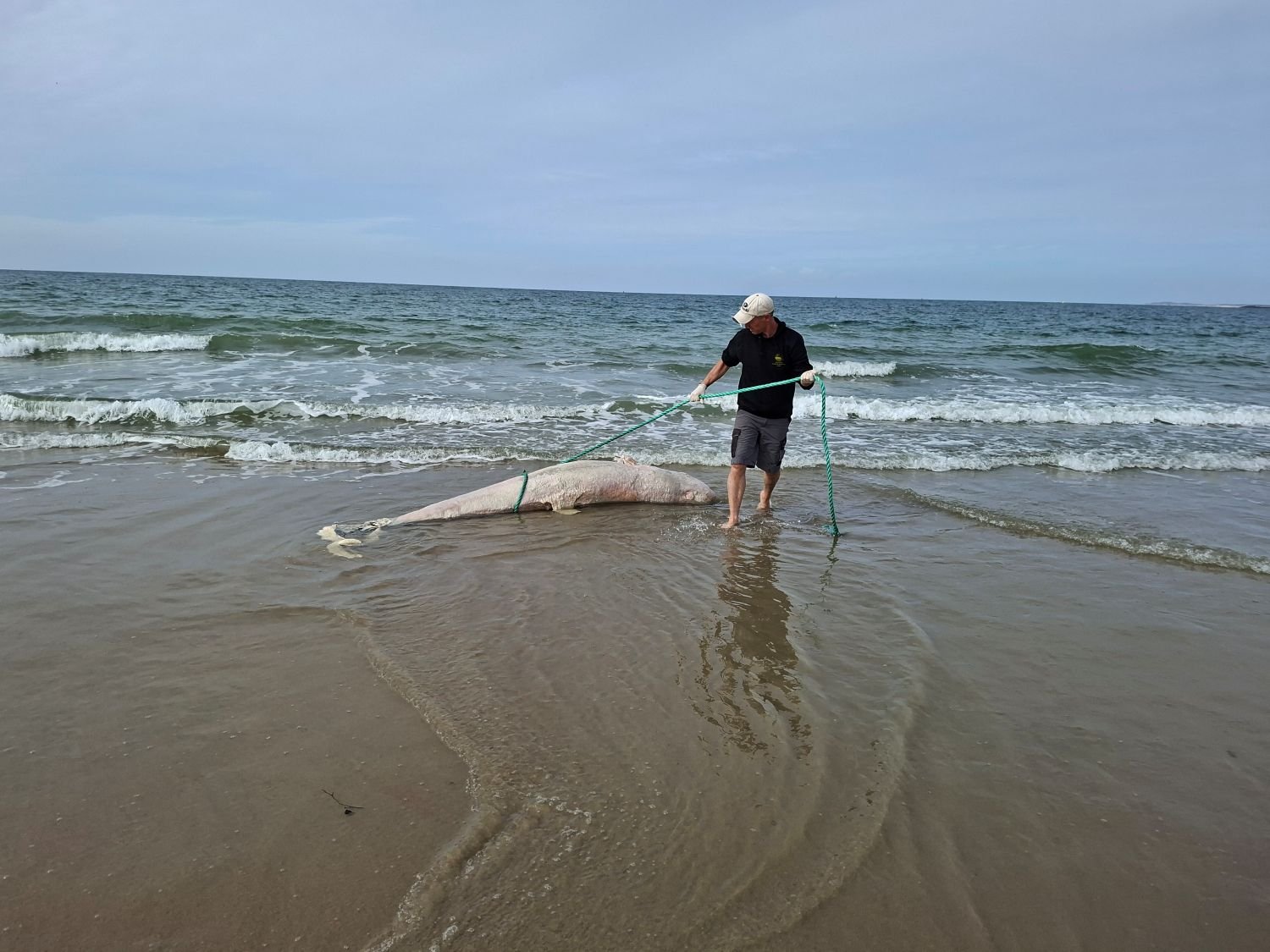 Rare Risso’s dolphin washes up in Zeeland, first since 1970