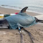 Rare white-beaked dolphin found alive on Egmond beach