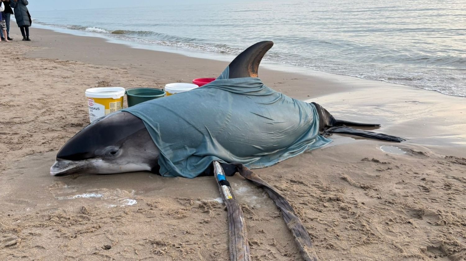 Rare white-beaked dolphin found alive on Egmond beach