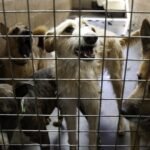 Vet alarm calls over neglected pets in NL triple in three years