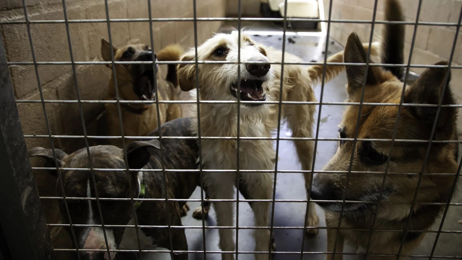 Vet alarm calls over neglected pets in NL triple in three years