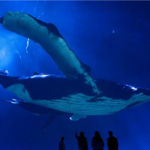 Naturalist David Attenborough’s centennial celebrated at Artis