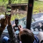 Cheetah escapes from safari park in Beekse Bergen