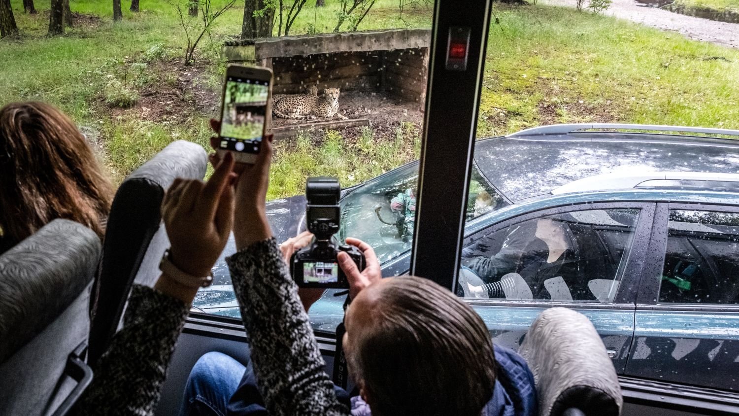 Cheetah escapes from safari park in Beekse Bergen