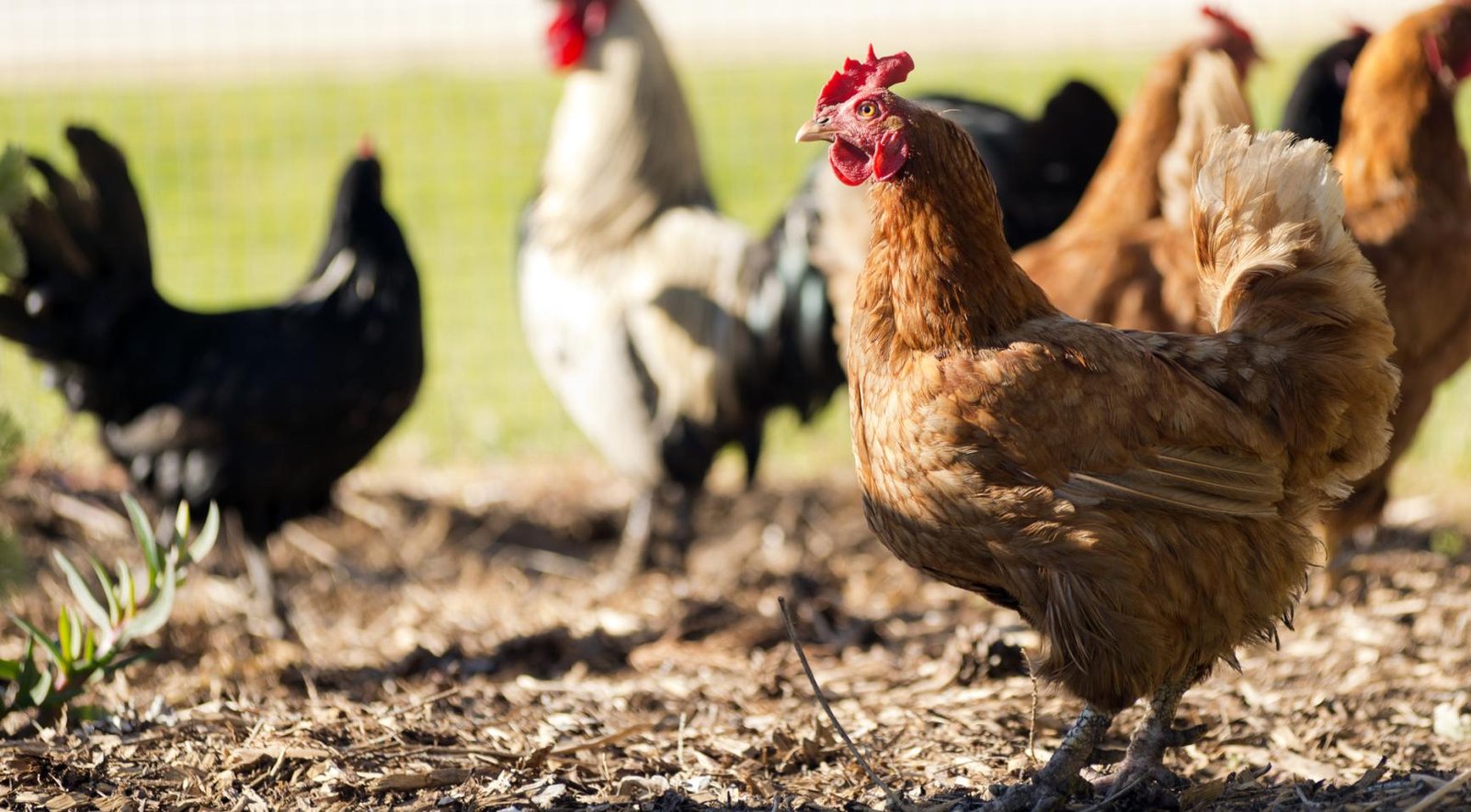 Bird flu returns in Friesland and Flevoland, forcing culling of over 135,000 birds