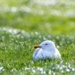 Nesting seagull halts play at Hague football club