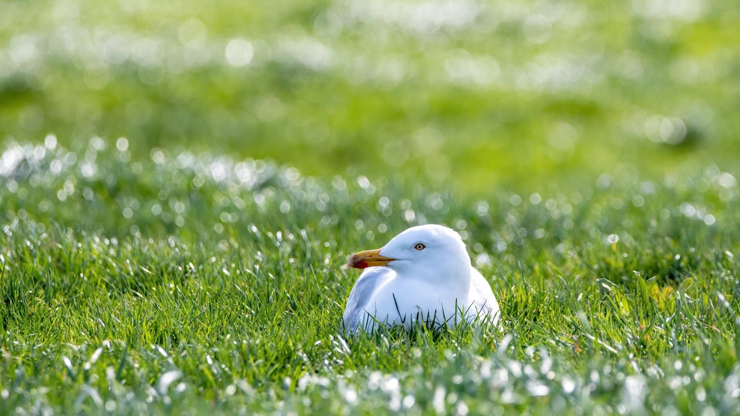 Nesting seagull halts play at Hague football club