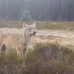 Wolf has little impact on the national economy, say researchers