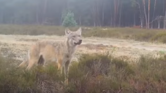 Wolf has little impact on the national economy, say researchers