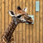 ”Lanky boy” arrives in Emmen as giraffe gives birth to 72kg calf