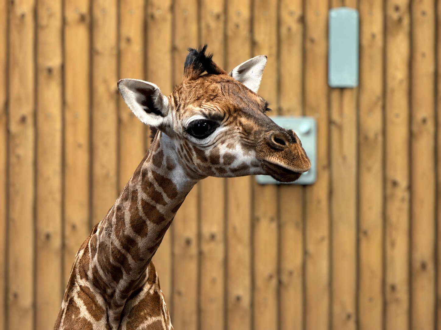 ”Lanky boy” arrives in Emmen as giraffe gives birth to 72kg calf