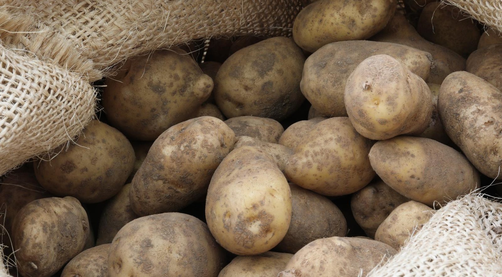 Nearly 40% fall in potato prices cuts Dutch farmers’ earnings by more than 10%