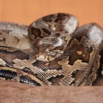 Python dumped outside second-hand shop in Arnhem