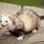 Video: Amsterdam rules out ferret use in rat control, calling snap traps more humane