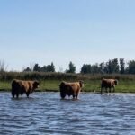 Frisian waterways polluted by PFAS, water board calls for ban