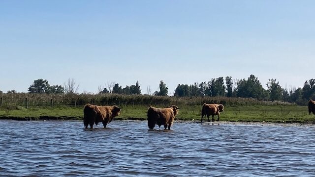 Frisian waterways polluted by PFAS, water board calls for ban