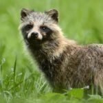 Limburg warns of “serious infestation” risk as raccoon population spreads