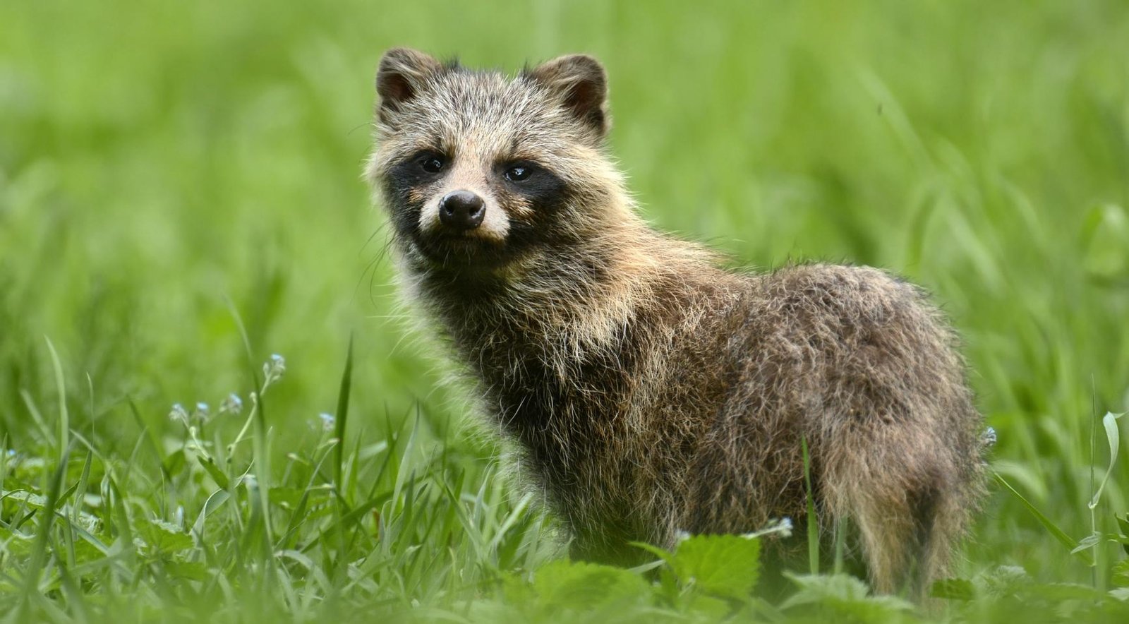 Limburg warns of “serious infestation” risk as raccoon population spreads
