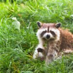 Action needed to combat raccoon plague, Limburg province says
