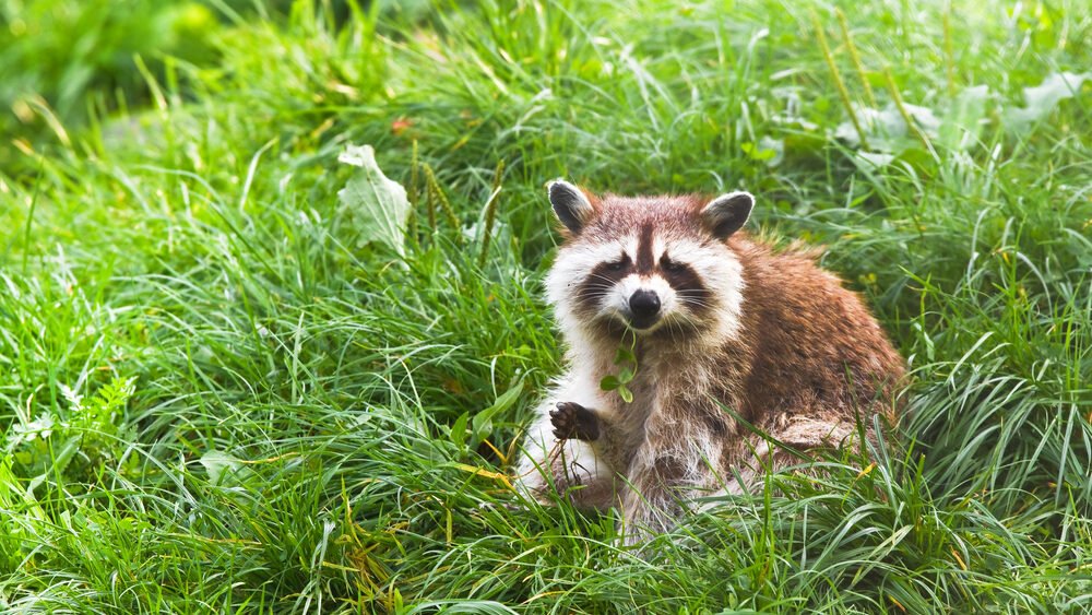 Action needed to combat raccoon plague, Limburg province says