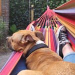 Is having a dog a way of building local communities?