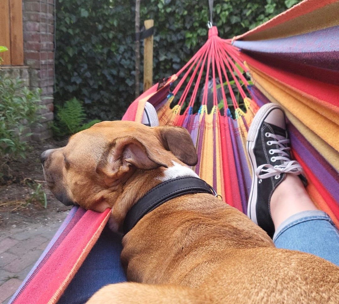 Is having a dog a way of building local communities?