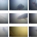 Utrecht’s fish door bell rung 220,000 times as season ends