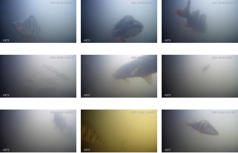 Utrecht’s fish door bell rung 220,000 times as season ends