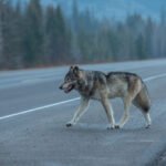 Podcast: The What’s The Permit Deadline Time, Mr Wolf? Edition